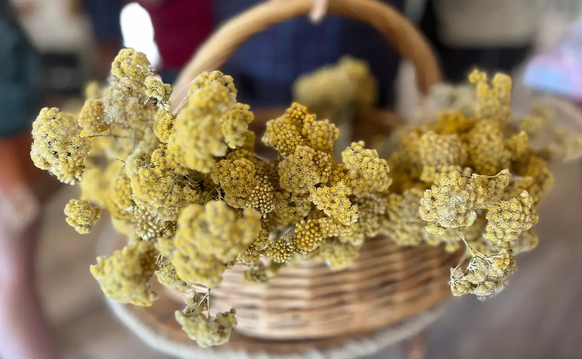 Aufguss Masters - Visita alla distilleria Essences Naturelles Corses