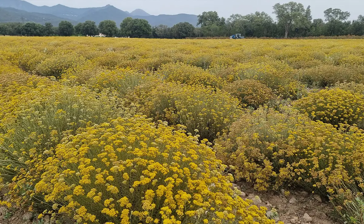 Aufguss Masters - Visita alla distilleria Essences Naturelles Corses