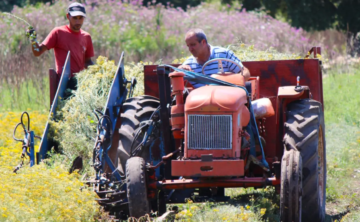 Aufguss Masters - Visita alla distilleria Essences Naturelles Corses