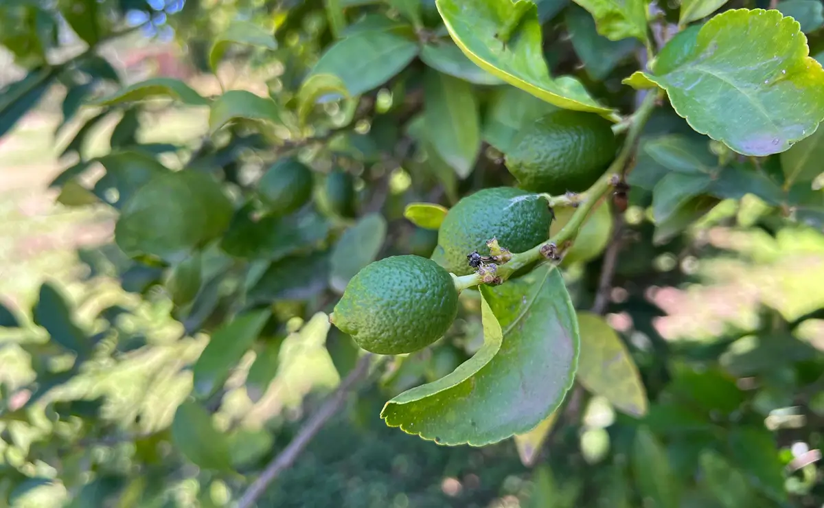 Aufguss Masters - Visita alla distilleria Essences Naturelles Corses