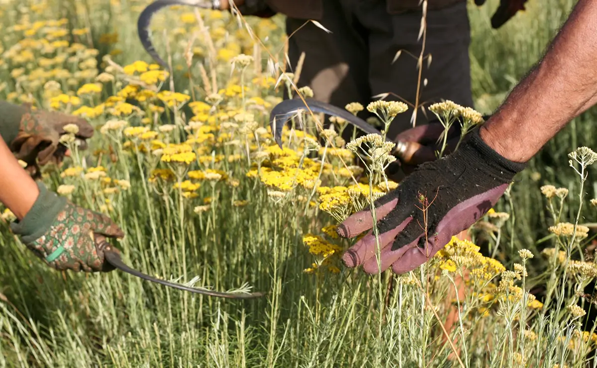 Aufguss Masters - Visita alla distilleria Essences Naturelles Corses