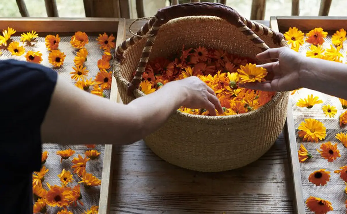 Aufguss Masters - Visita alla distilleria Essences Naturelles Corses